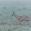 Roe Deer (Capreolus capreolus) doe walking across field in mist at dawn